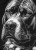 Pitbull Rashguard BLACKY - czarny